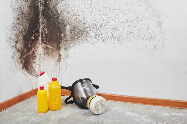 Best Residential Mold Removal  in Nashville, GA