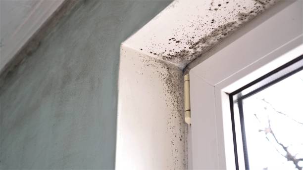 Best Crawl Space Mold Removal  in Nashville, GA