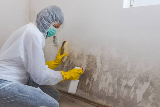 Best Home Mold Removal  in Nashville, GA