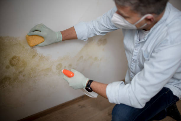 Best Affordable Mold Removal  in Nashville, GA