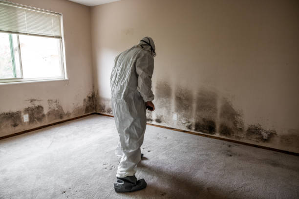 Best Certified Mold Removal  in Nashville, GA