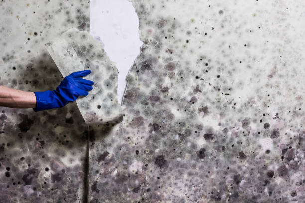 Reliable Nashville, GA Mold Removal Solutions
