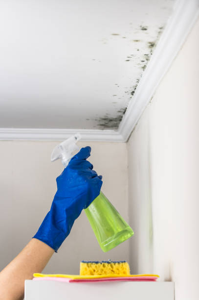  Nashville, GA Mold Removal Pros
