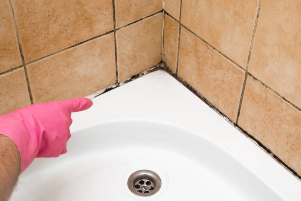 Mold Removal and Inspection in Nashville, GA